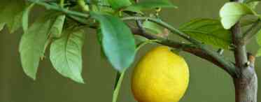 Лимони в домашніх умовах
