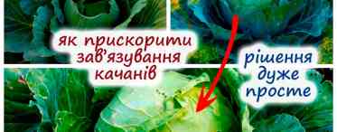 Щоб капуста зав'язала відмінний качан