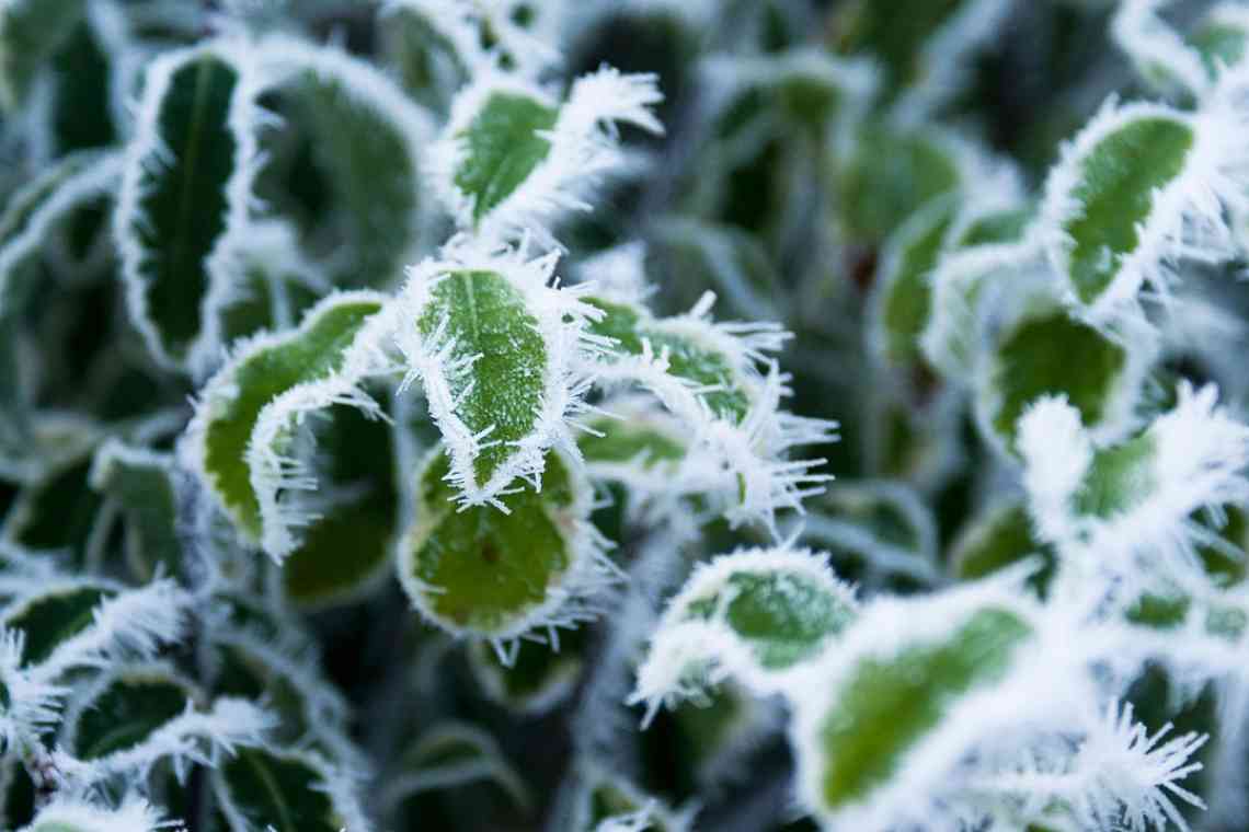 Захищаємо рослини від заморозків
