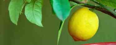 Як перетворити лимон на плодоносну рослину?