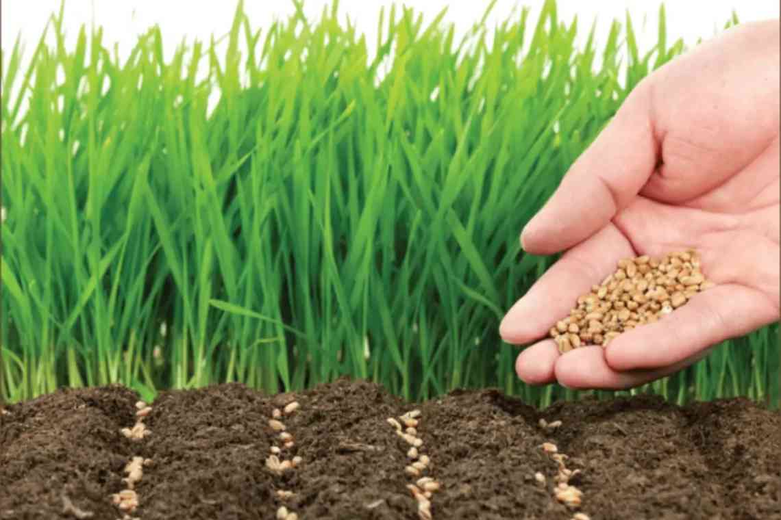 Сидерати для поліпшення якості ґрунту - це просто