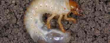 Травневий жук і його личинки