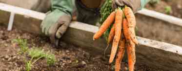 Умови вирощування моркви