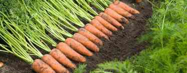 Про ранні врожаї моркви потрібно подбати восени
