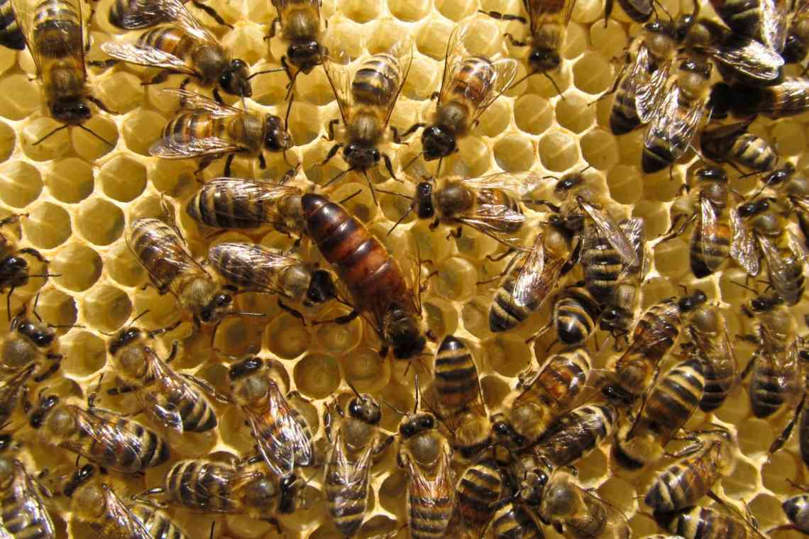 Бджолине царство. Частина перша