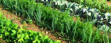 Валер'янниця овочева: посів на вільних грядках