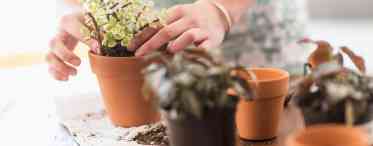 Секрети ґрунтосмішів для кімнатних рослин