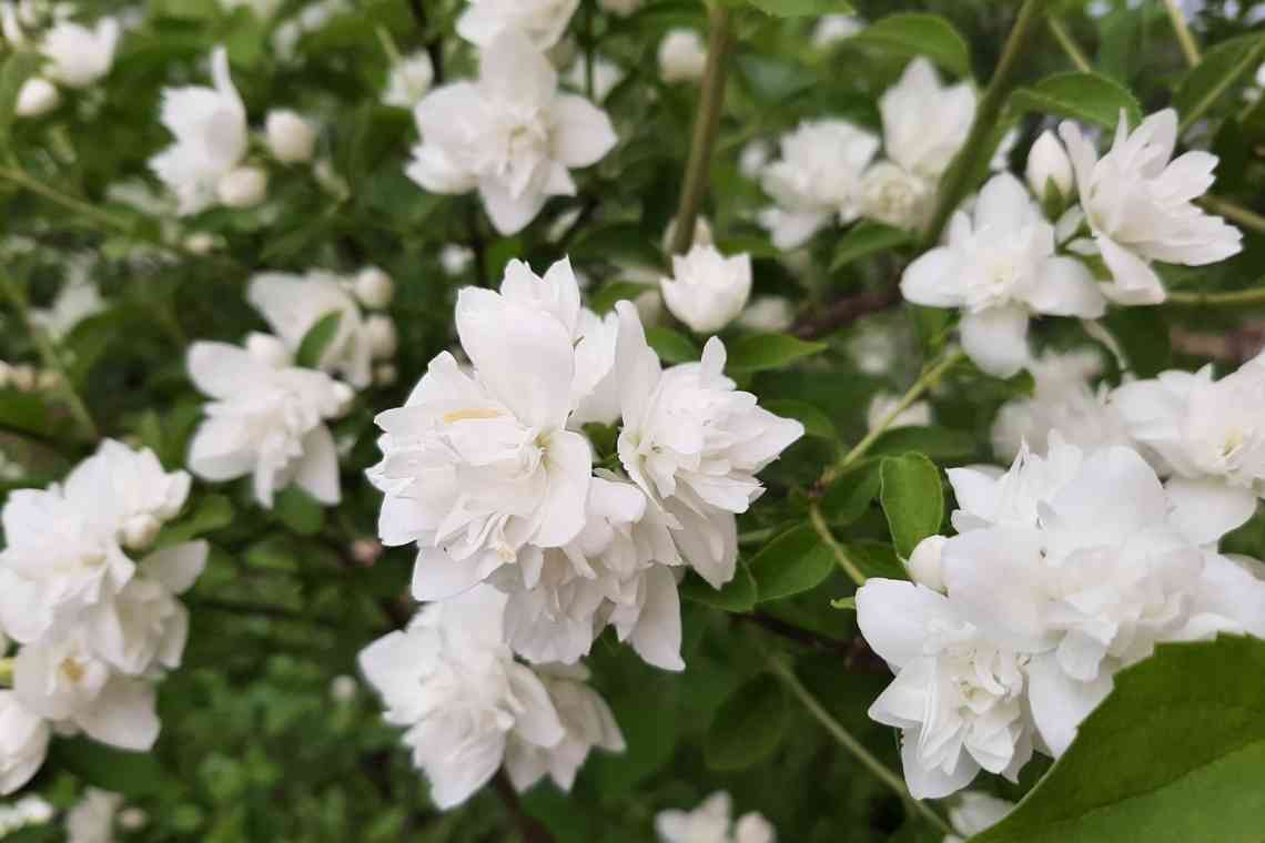 Ароматний садовий жасмин - скромний чубушник