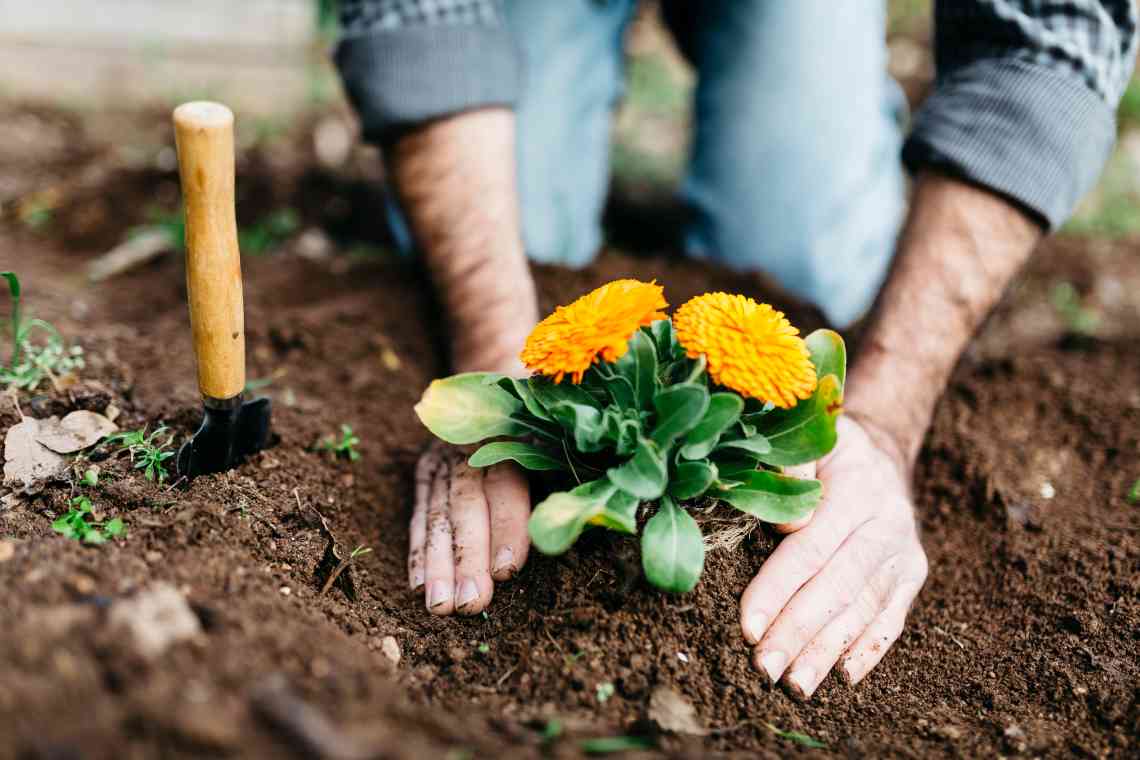 Квіти у вересні: що садити і як доглядати?
