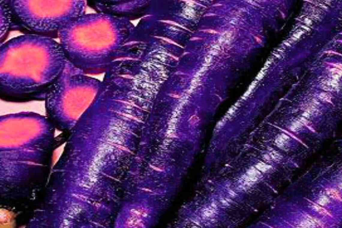 Дивовижна фіолетова морква