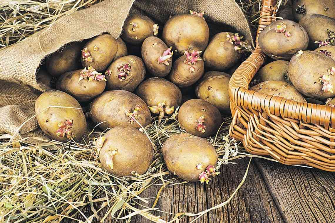 Пророщування картоплі: а чи потрібно?