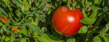 Опис сорти томатів Полбіг