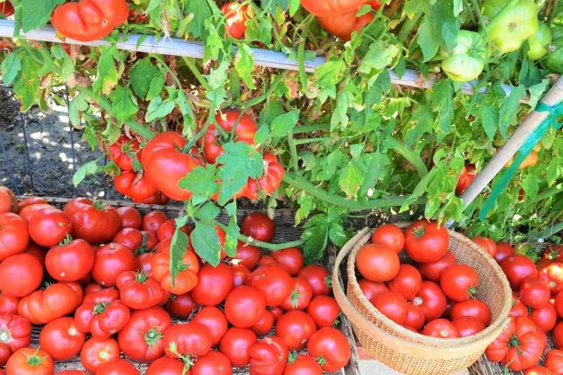 Як і для чого прищеплюють помідори