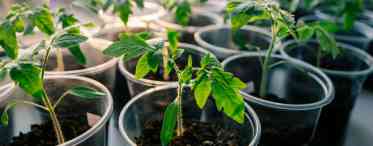 Правила вирощування та поливу помідорів на підвіконні