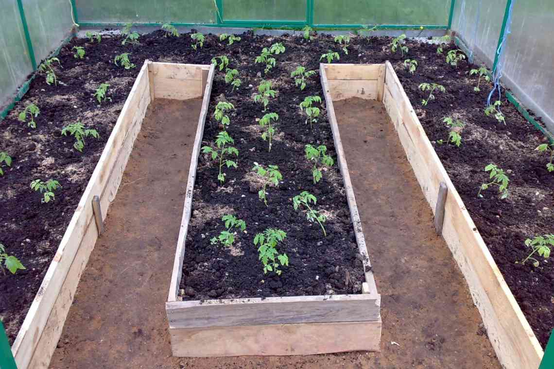 Принцип посадки томатів у теплиці