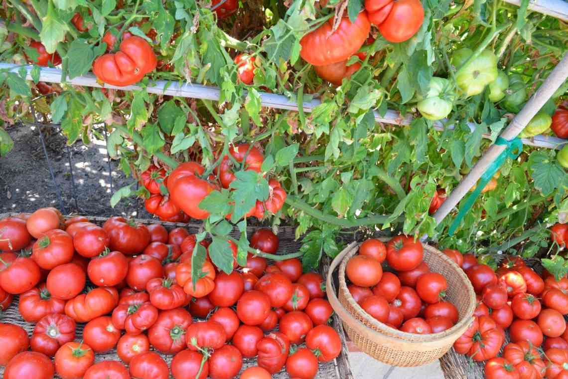 Після чого садять помідори на городі