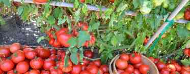 Після чого садять помідори на городі