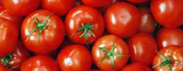 Найпопулярніші томати для Сибіру