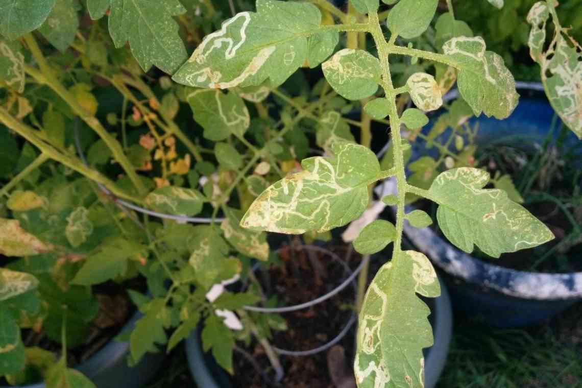 Причини появи білого листя у помідорів у теплиці