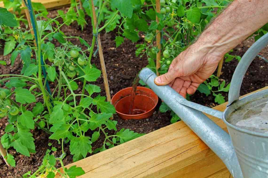 Як правильно поливати томати в теплиці