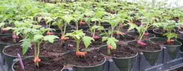 Вирощування розлади томатів без землі