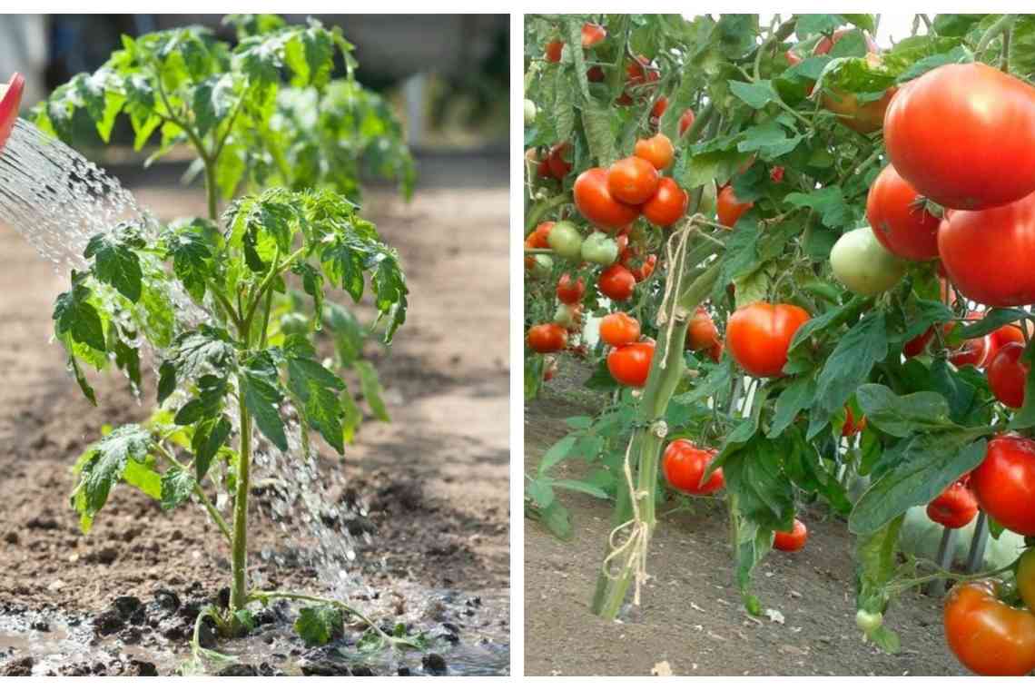Правила підживлення помідор сечовиною
