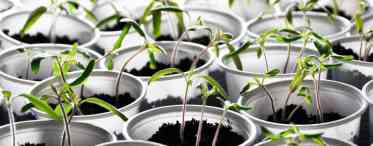 Як стимулювати зростання розсади томатів