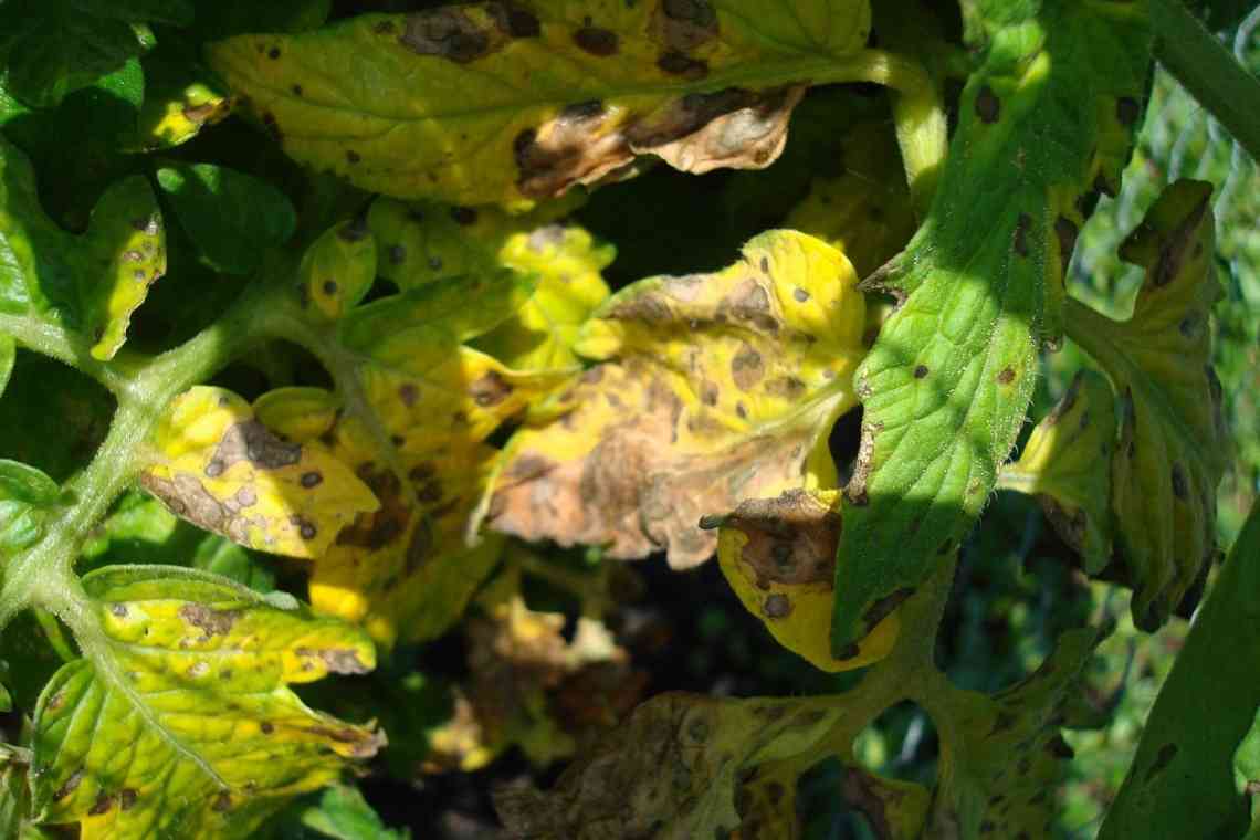 Чому хворіють і жовтіють листя у помідорів у теплиці