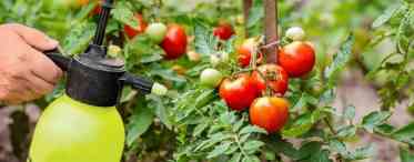 Як підгодовувати томати в період плодоношення