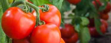 Характеристика томатів сорту Непас