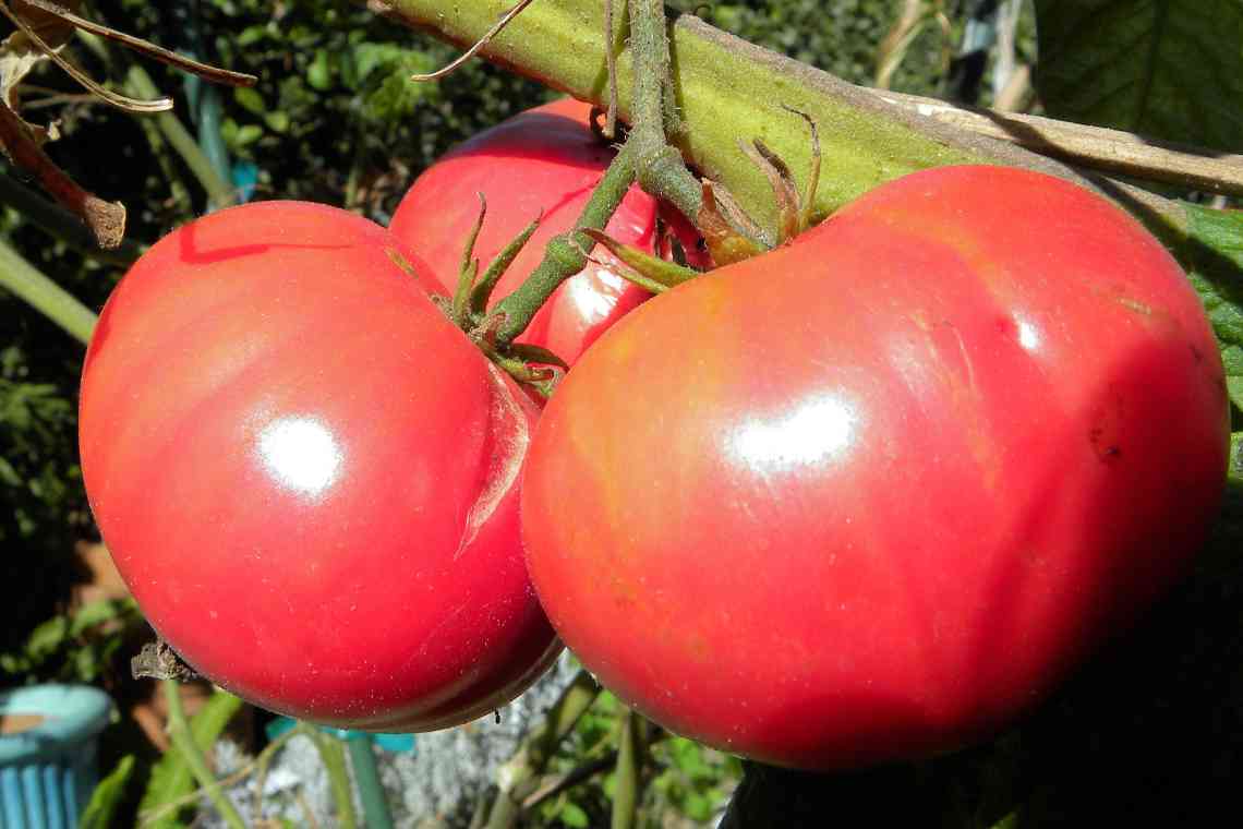 Сорт томатів Рожевий сон f1