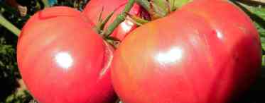 Сорт томатів Рожевий сон f1
