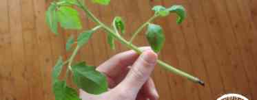 Вянуть листя біля розсади помідорів: причини та способи вирішення проблеми