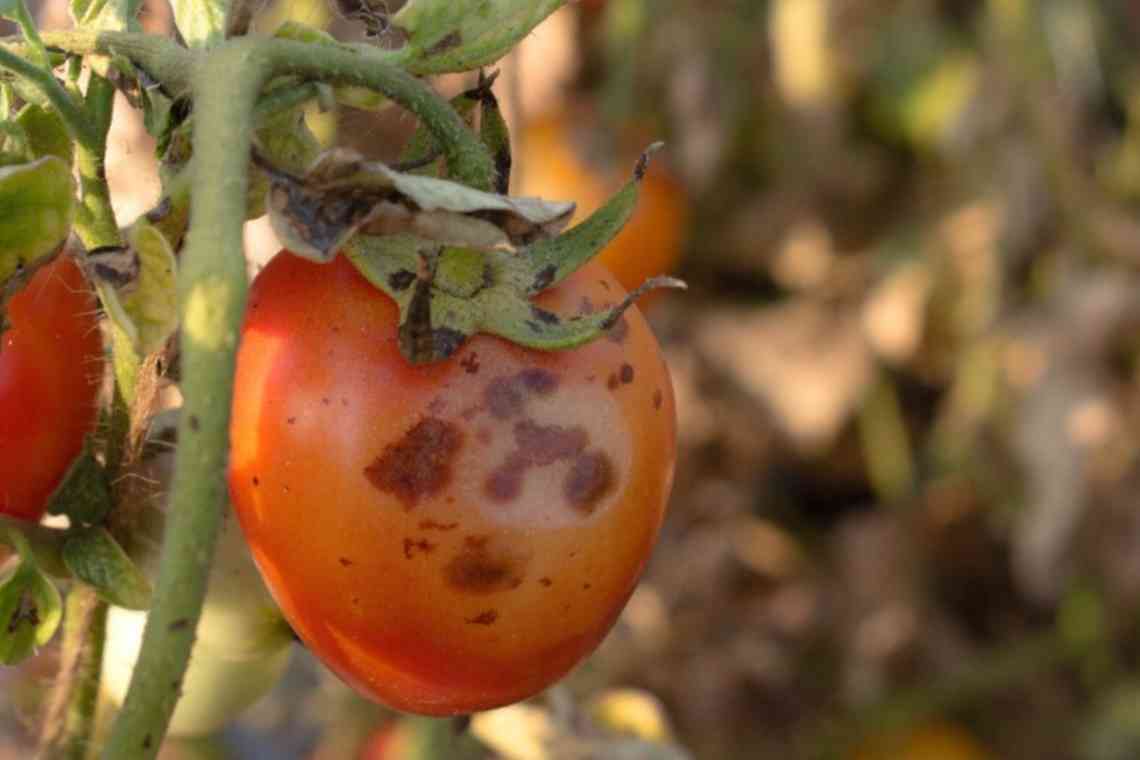 Причини опадання помідорів