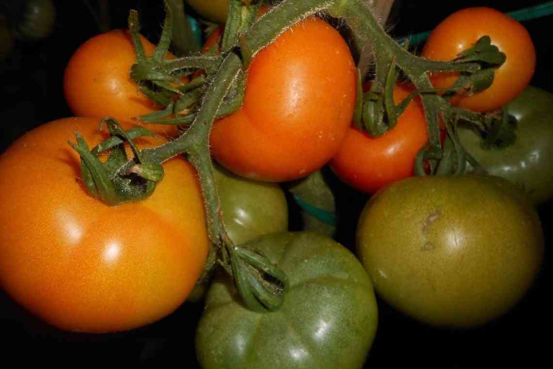 Характеристика сорту томатів Генерал