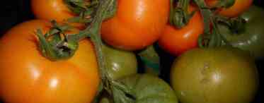 Характеристика сорту томатів Генерал