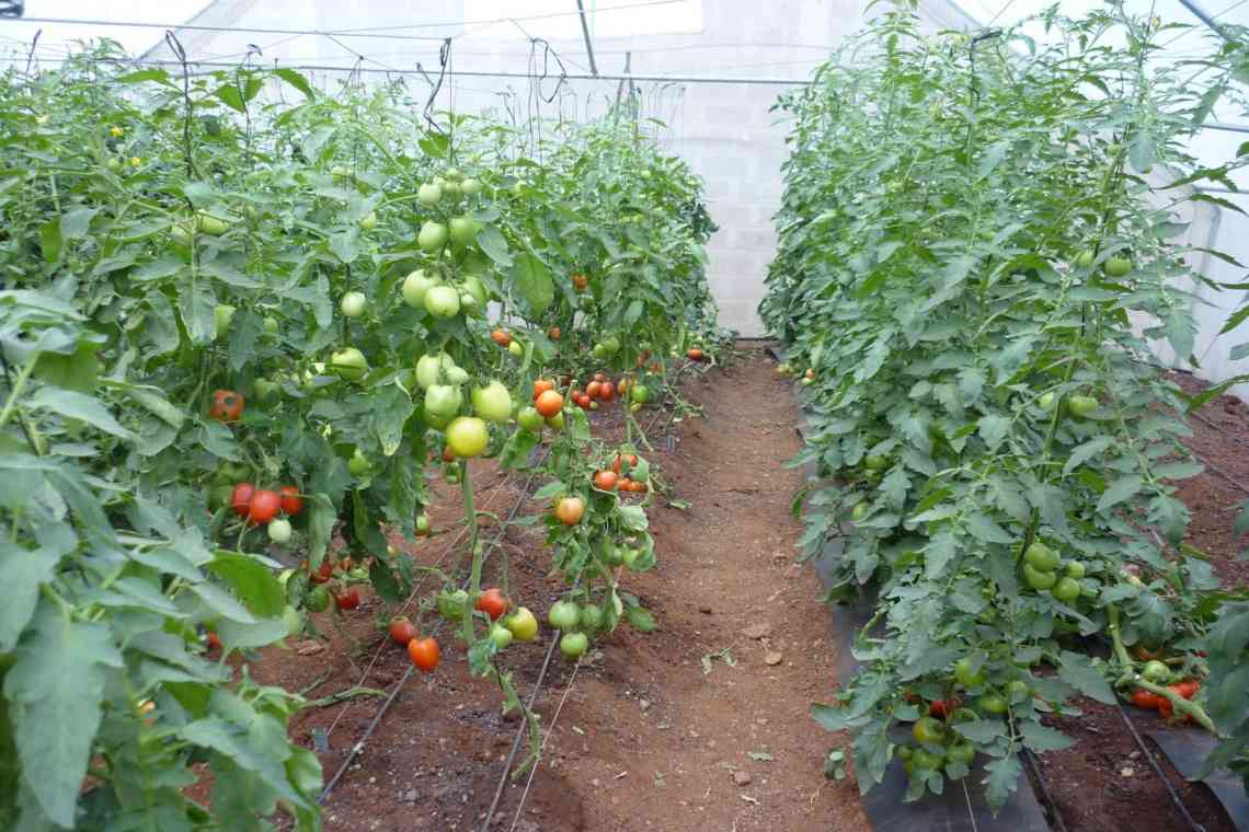 Якою має бути глибина посадки томатів