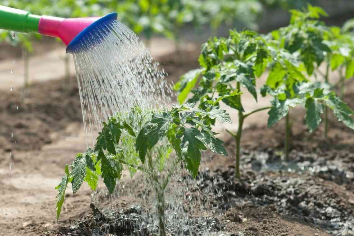 Чим поливати помідори в процесі вирощування