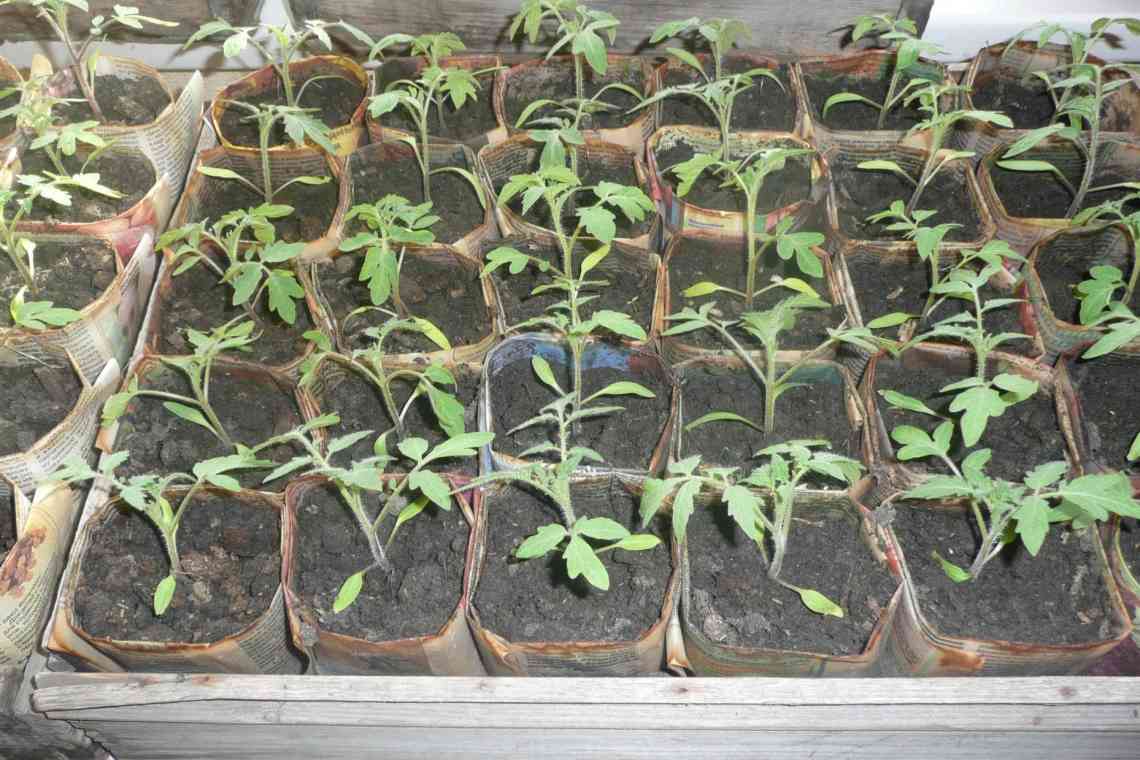 Як провести підготовку насіння помідорів до посадки на розсаду
