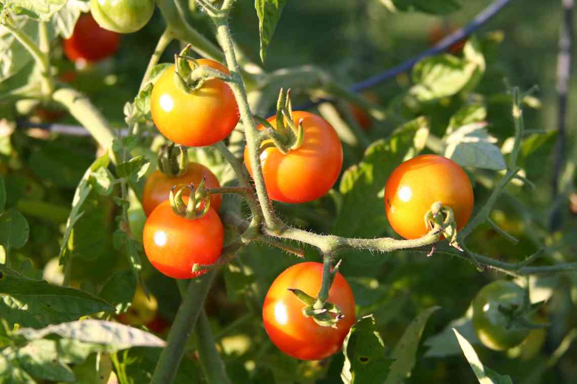 Правила підв "язування помідорів у теплицях