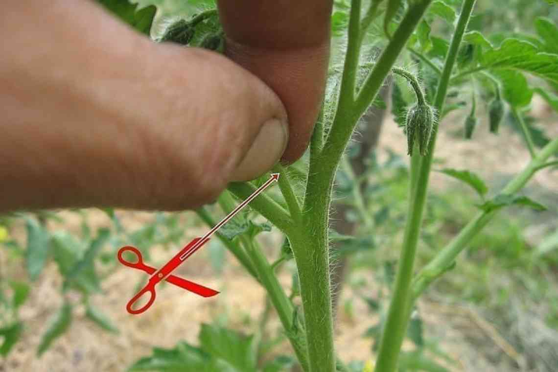 Причини закручування верхівок помідорів