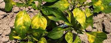 Чому у розсади салатного перцю в'януть опадають листя