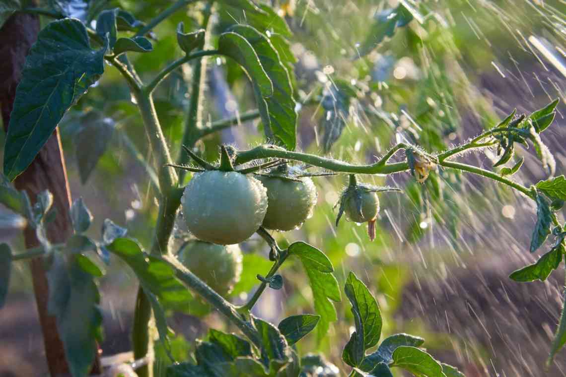 Чим і як обприскувати помідори після дощу