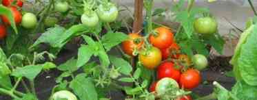 Чому томати жирують у теплиці