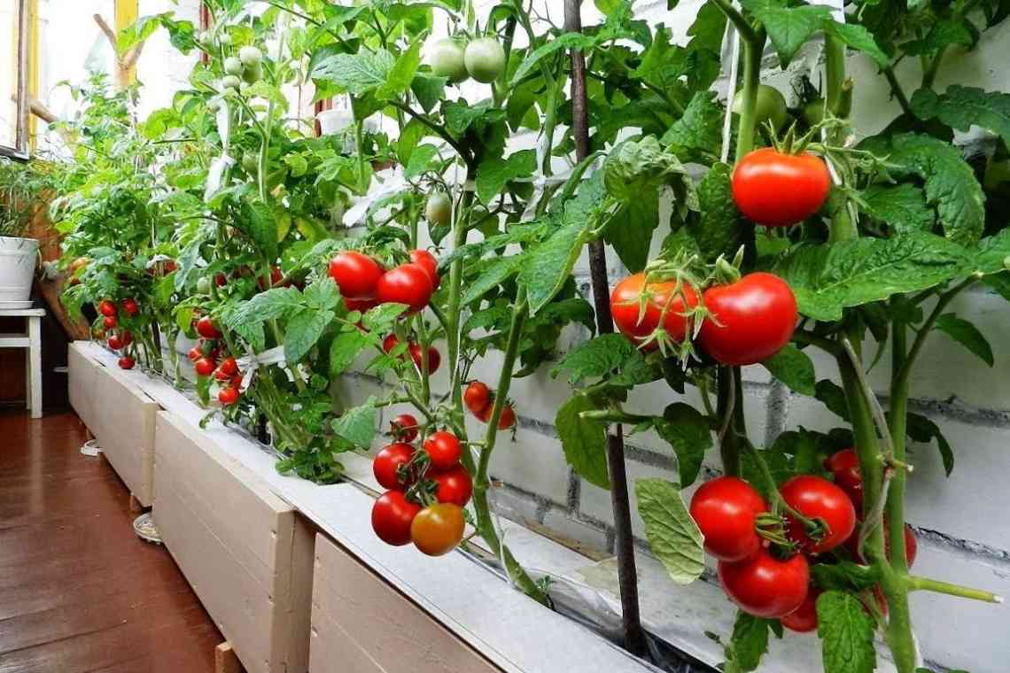 Вирощування помідорів черрі на балконі та підвіконні