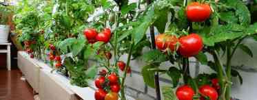 Вирощування помідорів черрі на балконі та підвіконні
