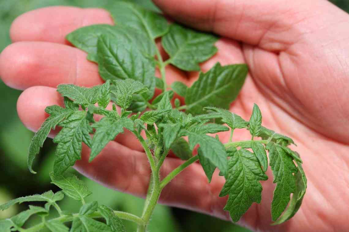 Як боротися з засохлим листям на розсаді помідорів