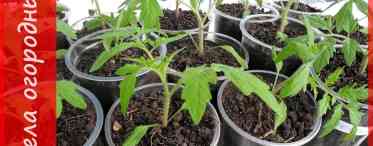 Вирощування розсади помідорів за методом Юлії Міняєвої