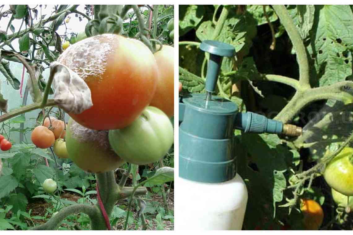 Як провести позакореневе підживлення томатів