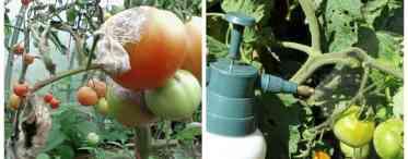 Як провести позакореневе підживлення томатів